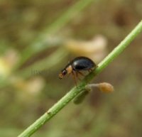 Exochomus nigromaculatus -1