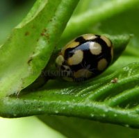 Adalia decempunctata -9