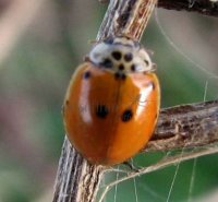 Harmonia 4-punctata