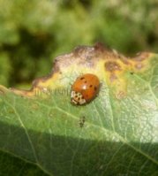 Harmonia axyridis-2