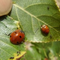 Harmonia axyridis-5