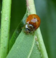 Harmonia axyridis-6