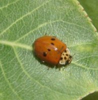 Harmonia axyridis-8