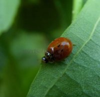 Harmonia axyridis-9