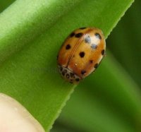 Harmonia quadripunctata -1