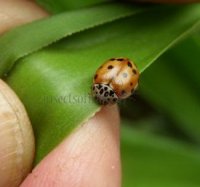 Harmonia quadripunctata -2