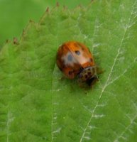 Harmonia quadripunctata-3