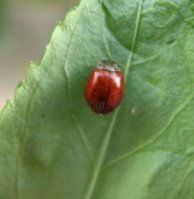 Harmonia sp