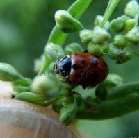 Hippodamia convergens