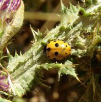 Hippodamia sp
