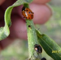 Hippodamia variegata- 1