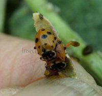 Hippodamia variegata -2