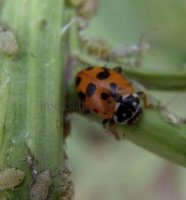Hippodamia variegata -3