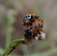 Hippodamia variegata -5