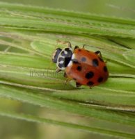 Hippodamia variegata -7