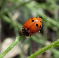 Hippodamia variegata -8