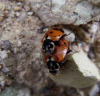 Hippodamia variegata -9