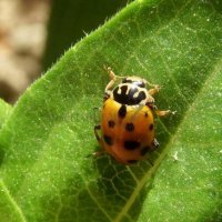 Hippodamia variegata -11