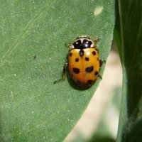 Hippodamia variegata -12
