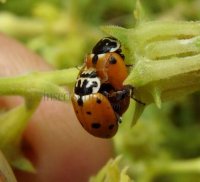 Hippodamia variegata -13