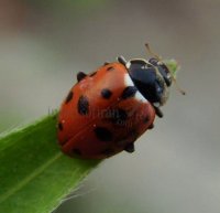 Hippodamia variegata 21