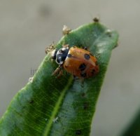 Hippodamia variegata 22
