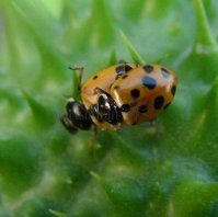 Hippodamia variegata 23