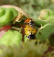 Hippodamia variegata -24