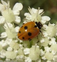Hippodamia variegata -25