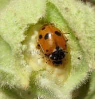 Hippodamia variegata -27