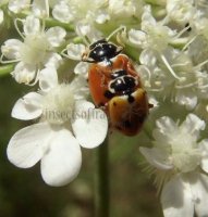 Hippodamia variegata -28