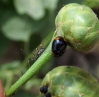 Hyperaspis campestris-1
