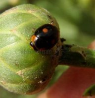 Hyperaspis campestris-3