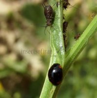 Hyperaspis reppensis -3