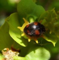 Nephus quadrimaculatus 2