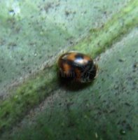Nephus quadrimaculatus -3
