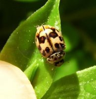 Oenopia conglobata -4