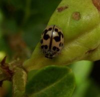 Oenopia conglobata -5