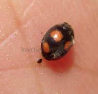 Platynaspis luteorubra -1