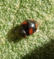 Platynaspis luteorubra -2