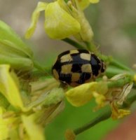 Propylea quattordecimpunctata -1