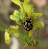 Propylea quattordecimpunctata -2