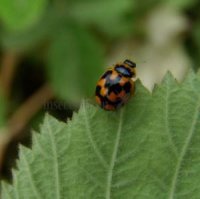 Propylea quattordecimpunctata -3