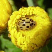 Propylea quattordecimpunctata -5