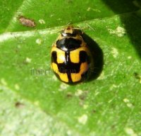 Propylea quattordecimpunctata -6