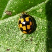 Propylea quattordecimpunctata -7