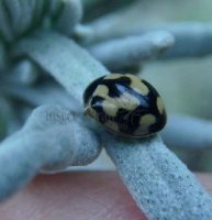 Propylea quattordecimpunctata -9