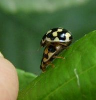 Propylea quattordecimpunctata -11