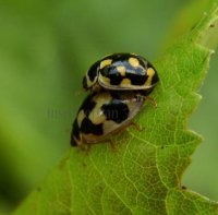 Propylea quattordecimpunctata -13