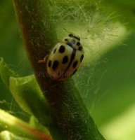 Propylea quattordecimpunctata -14